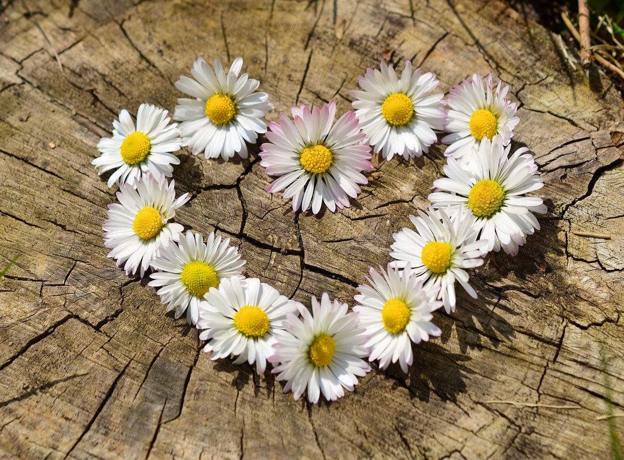 marguerites en coeur